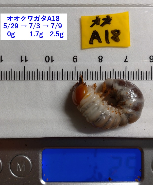 オオクワガタ野外確保-2世代目の幼虫 醗酵マット in プリンカップ A-18_2023年4月9日